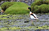 Common Shelduck